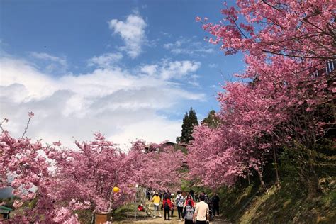 Taiwan S Cherry Blossom Forecast 2023 12 Best Places Around Taiwan To