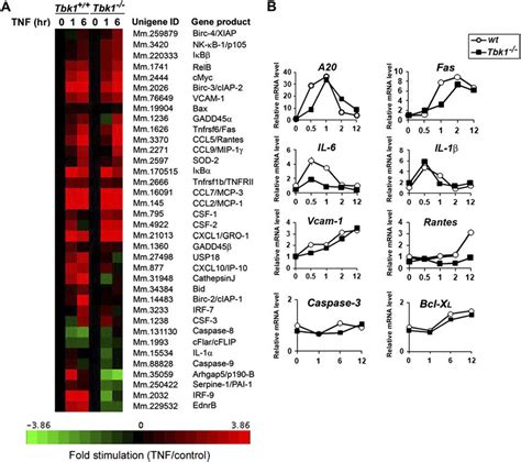 Fig S Identification Of Tnf Induced Nf B Target Genes And