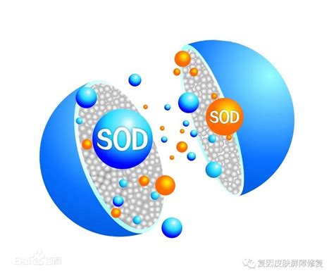 超氧化物歧化酶（sod） 知乎