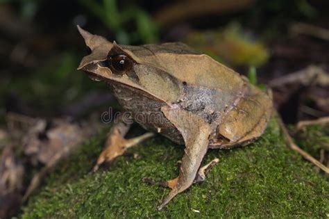 Nature Wildlife Image Of The Bornean Horn Frog Megophrys Nasuta Stock