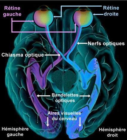 Anatomie Fonctionnement Et Physiologie De L Il Dossier