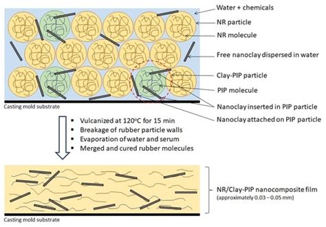 Polymers Free Full Text In Situ Modification Of Polyisoprene By Organo Nanoclay During