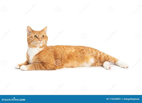 Orange Tabby Cat Lying Down Raising Head Stock Image - Image of tabby ...