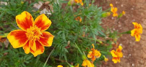 129 Signet Marigold Stock Photos - Free & Royalty-Free Stock Photos ...