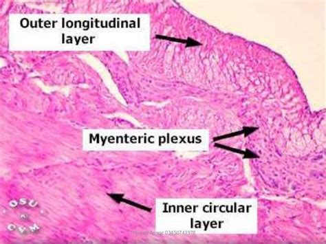 Auerbach Plexus - Histology of Esophagus, Stomach, Intestines ...