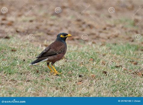 Common myna stock photo. Image of nature, hawaii, beak - 29782180