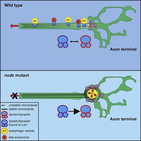 Nudc Regulated Lis Stability Is Essential For The Maintenance Of