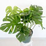 Monstera deliciosa Costela de Adão Urban Jungle