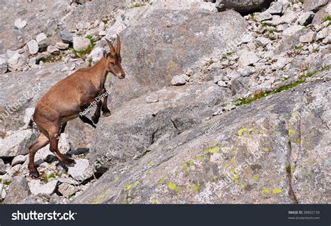 Young Female Alpine Ibex (Capra Ibex) Climbing Granite Boulders Stock ...