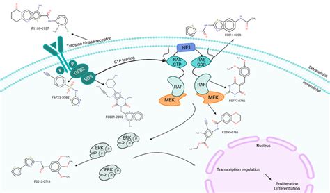 Rasmapk Signaling Pathway Focused Library Pathway Based Screening Libraries Targeted And