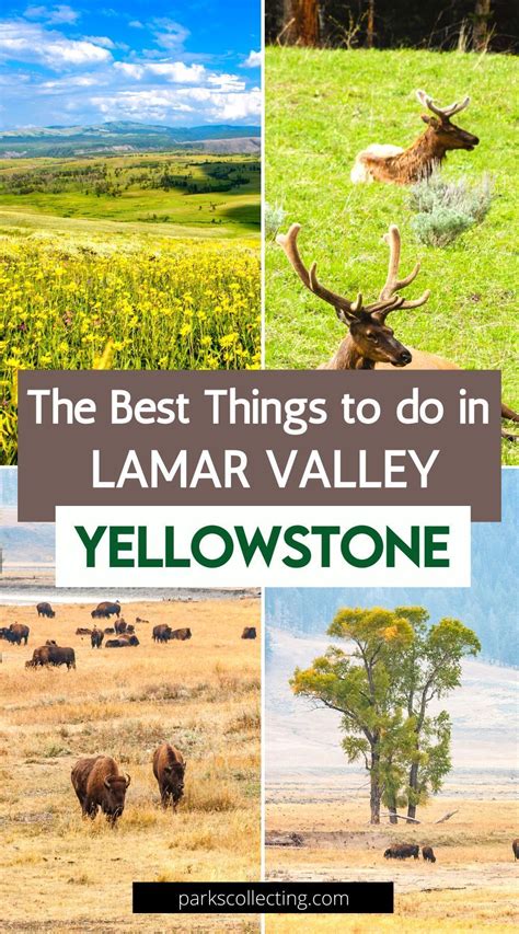 The Best Things To Do In Lamar Valley Yellowstone Lamar Valley