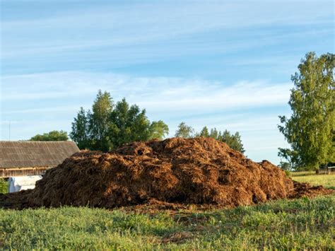 What Is Green Manure - Using And Making Green Manure