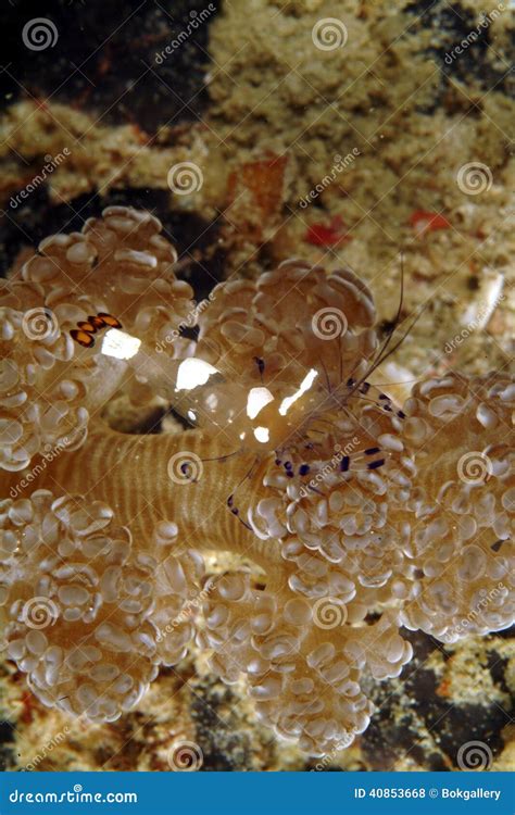 Anemones Shrimp Camouflage on Anemone, Mabul Island, Sabah Stock Photo - Image of tropical, fish ...