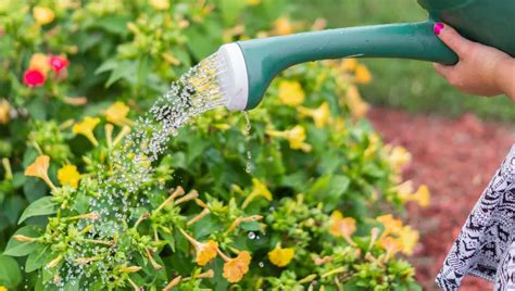 La Mejor Hora Para Regar Las Plantas En Verano Claves Para Mantenerlas Saludables