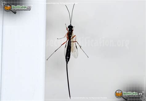 Giant Ichneumon Wasp