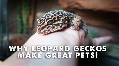 Pet Leopard Geckos