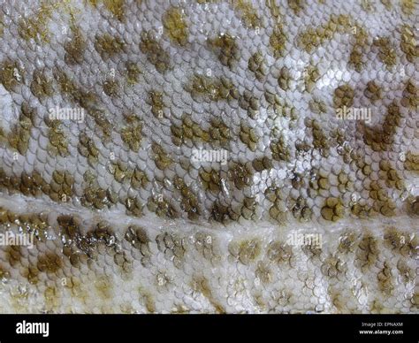 background cod fish skin with scales Stock Photo - Alamy