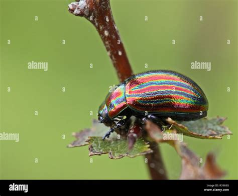 Rainbow Leaf Beetle Chrysolina Cerealis On White Thorn Stock Photo