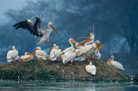 Bharatpur Bird Sanctuary A Gorgeous Hidden Destination In Rajasthan