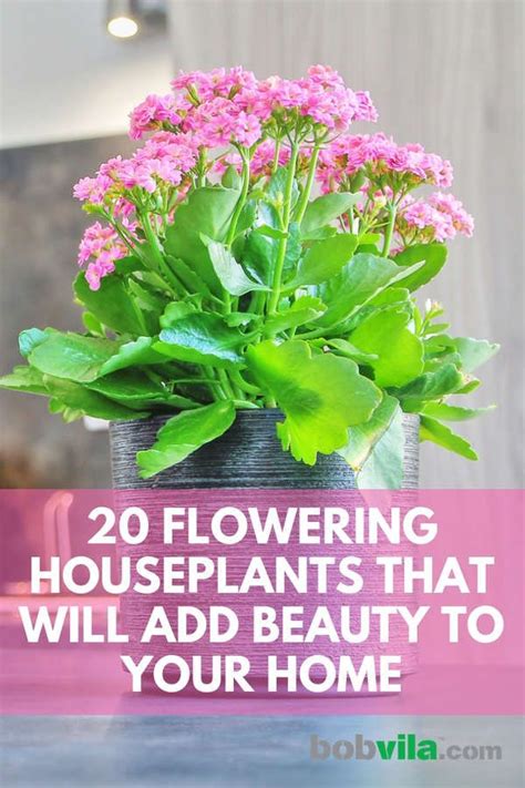 20 Flowering Houseplants That Will Add Beauty To Your Home Artofit