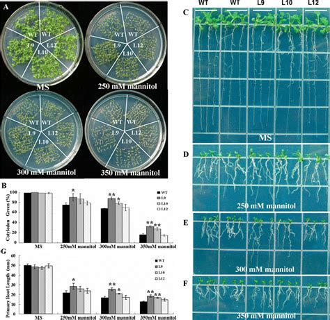 Phenotypic Assay Of Ghcbf3 Overexpression Transgenic Arabidopsis Under