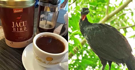 Kotoran Burung Ini Salah Satu Varietas Kopi Termahal Di Dunia Etindonesia