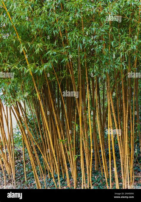 Yellow Stripped Canes Of The Hardy Ornamental Clumping Bamboo