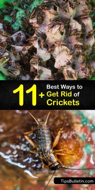 Getting Rid Of Crickets Incredible Guide For Killing Crickets