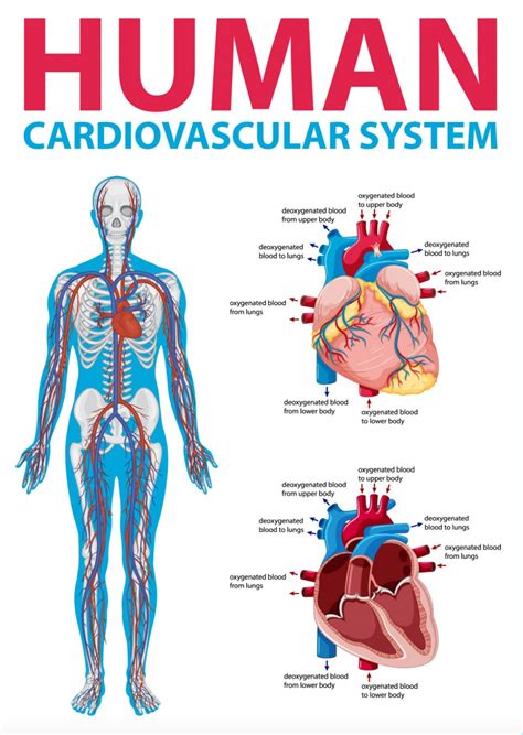 Poster Educational Learning Human Cardiovascular System Diagram Anatomy