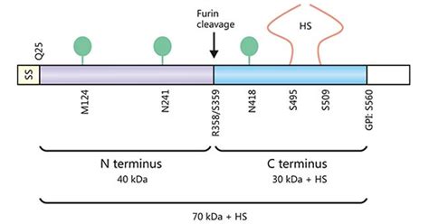 Gpc3 The Next Promising Target In Cancer Immunotherapy Cusabio