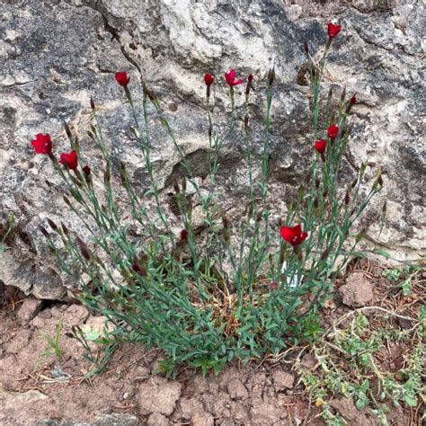 Heidenelke Leuchtfunk Dianthus Deltoides Leuchtfunk Native