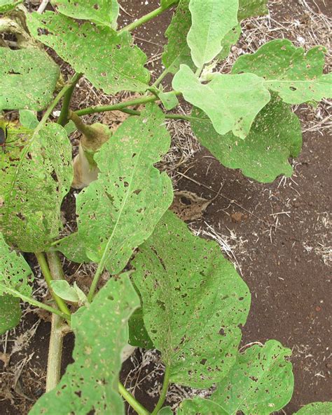 Eggplant Flea Beetle 247