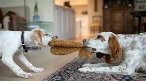 Cómo gestionar las peleas entre perros en casa consejos prácticos