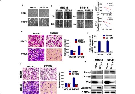 Zbtb Expression Inhibits The Migration And Invasion Of Carcinoma