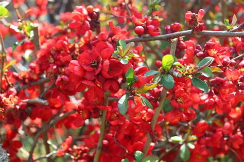 Blossoming Dwarf Flowering Quince Stock Photo Download Image Now