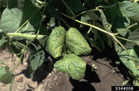 Bean Common Mosaic Virus Bcmv Potyvirus Bcmv On Common Bean