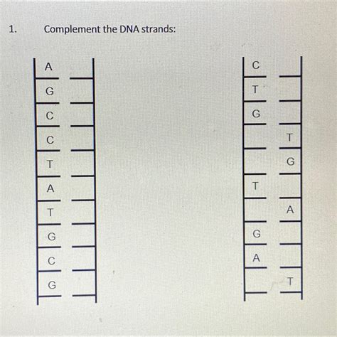 Solved Complement The Dna Strands Chegg