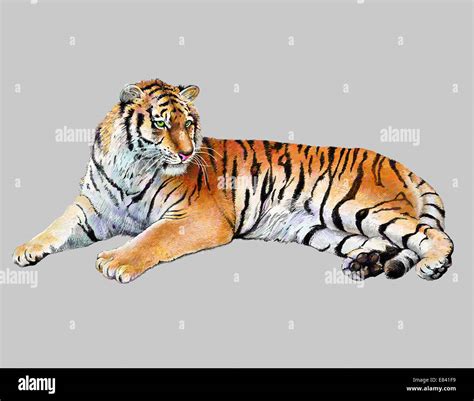 drawing realistic illustration of tiger Stock Photo - Alamy