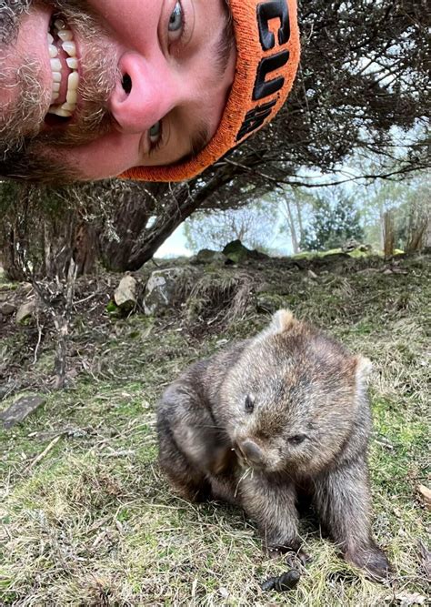 5 Best Places to Spot Wombats in Australia | Camps Australia Wide