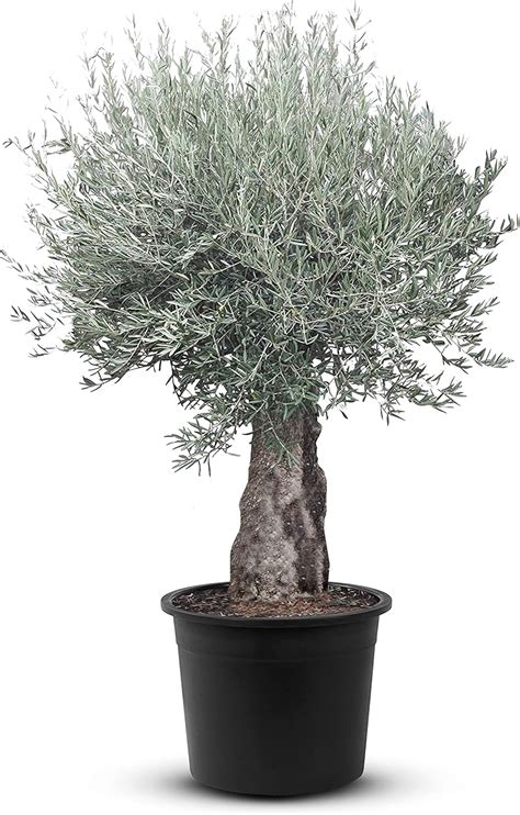 TropicTrees Olivenbaum Bonsai winterhart mit einer Höhe von 250 cm