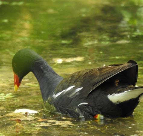 La Gallinule Poule D Eau Orne A Coeur