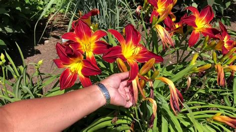 How To Care For Daylilies Youtube