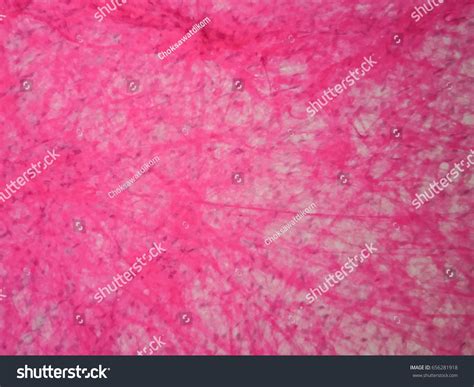Histology Human Areolar Tissue Under Microscope Stock Photo 656281918 ...