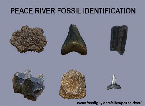 Fossilguy.com: Peace River Fossil Identification