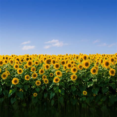 Sunflower Field Wallpapers - Wallpaper Cave