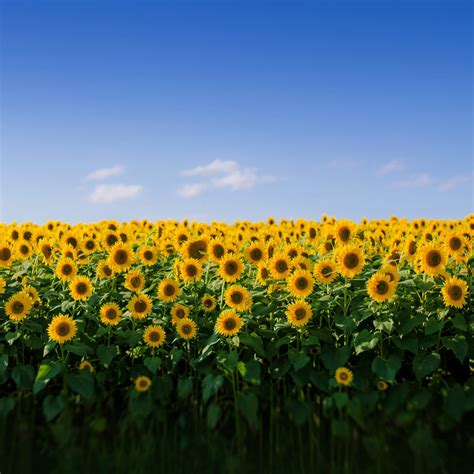 Sunflower Field Wallpapers - Wallpaper Cave