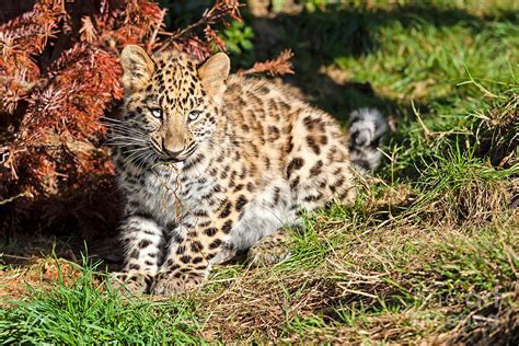 Baby Amur Leopard Cub Chewing Grass Photograph by Sarah Cheriton-Jones