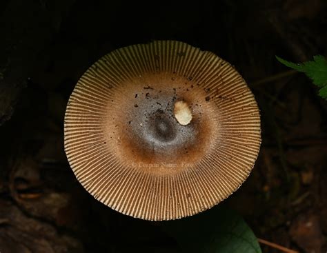 Amanita pekeoides from 烟台昆嵛山国家森林公园 烟台市 山东省 CN on August 10 2023 at