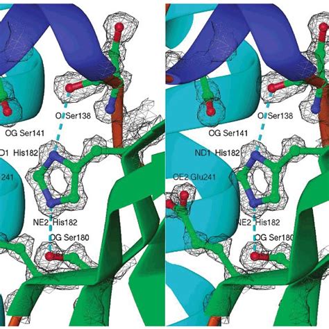 Stereoview Showing The Mutation Site His182leu The 2f O F C Electron Download Scientific