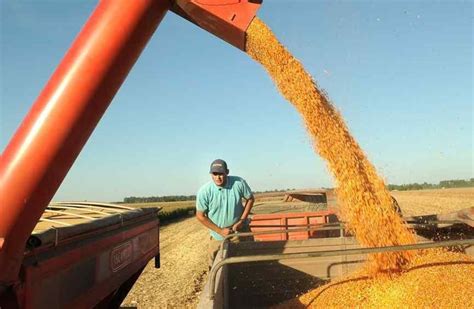 Scioli Promete Ahora Eliminar Las Retenciones Al Trigo Y Ma Z